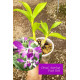 Dendrobium Anteloop Pink Red (denphal) -  NBS