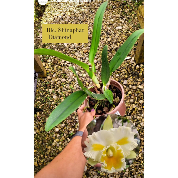 Blc. Shinaphat Diamond - AD