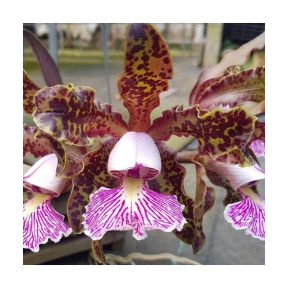 Cattleya Schilleriana na placa - AD