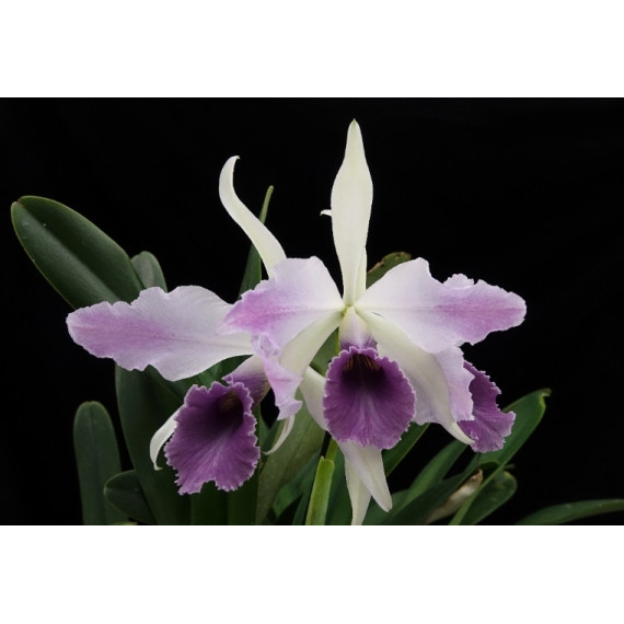 Cattleya C. G Roebling - T3