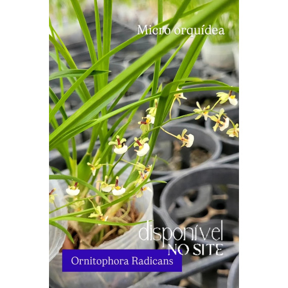 Ornitophora Radicans - Micro-orquidea