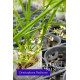 Ornitophora Radicans - Micro-orquidea