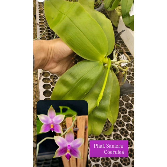 Phalaenopsis Samera Coerulea -  AD