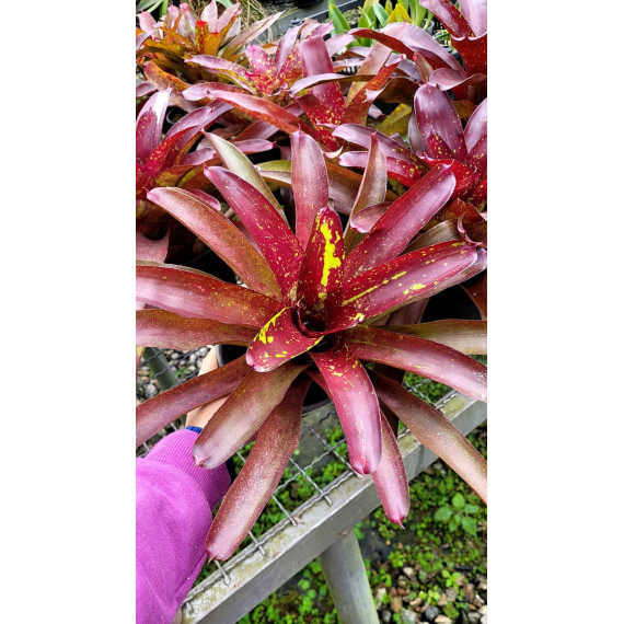 Neoregelia Marmorata Sun