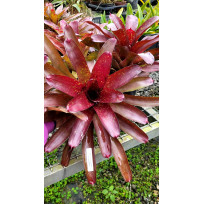 Neoregelia Marmorata Sun