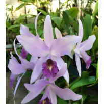 Lc. Wrigley Blue Heaven - AD