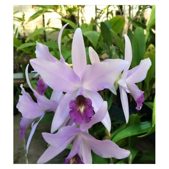 Lc. Wrigley Blue Heaven - AD
