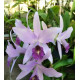 Lc. Wrigley Blue Heaven - AD