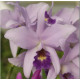 Lc. Wrigley Blue Heaven - AD