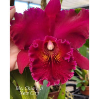 Blc. Chia Lin "New City" - AD