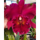 Blc. Chia Lin "New City" - ESPATANDO