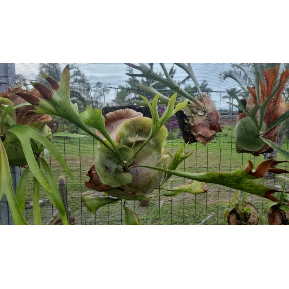 Platycerium Hilli Pumilum