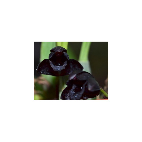 Maxillaria Schunkeana (Orquidea Negra) 