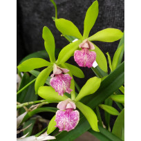 Yamadara Sammie Evans 'Kiilani' - Corte AD