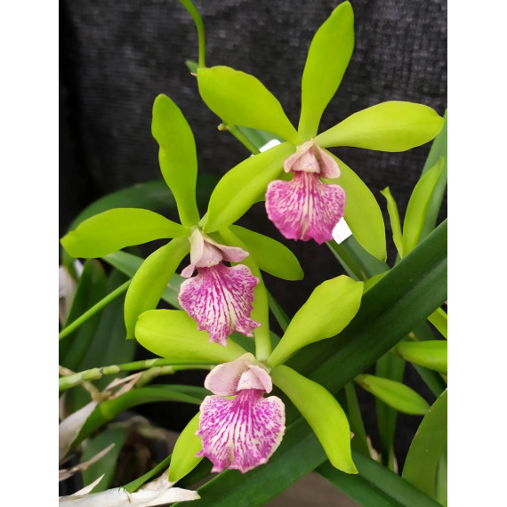 Yamadara Sammie Evans 'Kiilani' - corte