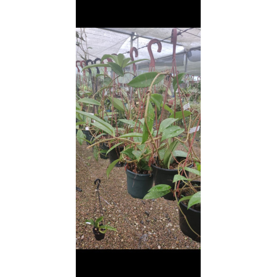 Flor de Cera (Hoya Pink Silver)