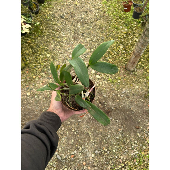 Cattleya Harem Girl (NO CACHEPÔ)