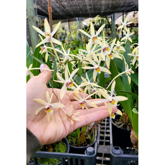 Epigenium Cymbidioides - AD