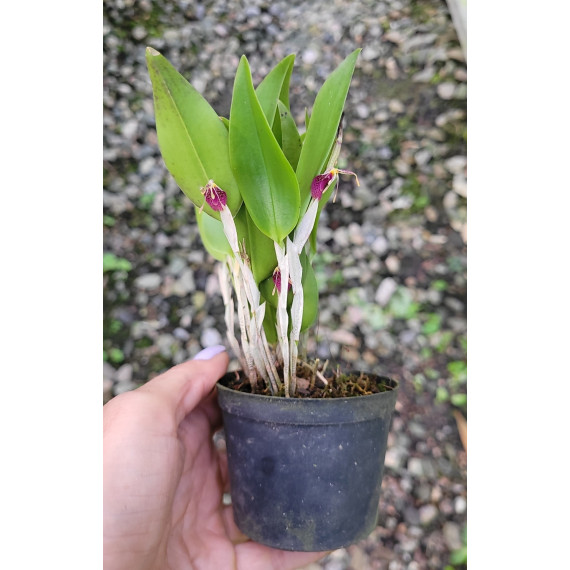 Restrepia Muscifera - Epoca de flor