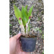 Restrepia Muscifera - Epoca de flor