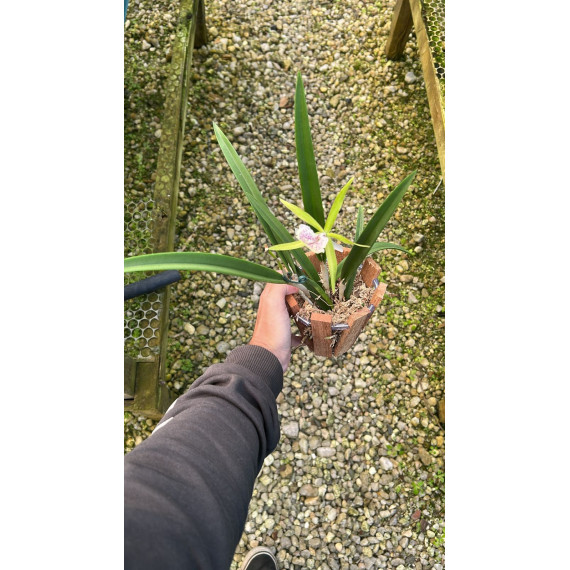 Bc. Binosa no Cachepô - ESPATANDO