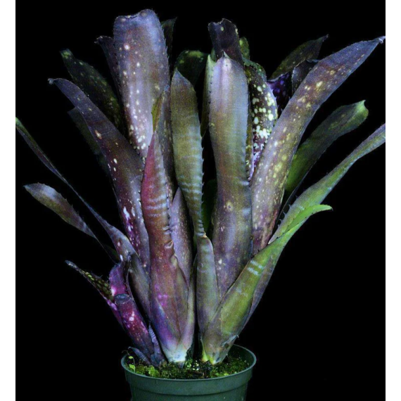 Bilbergia Dark Prince