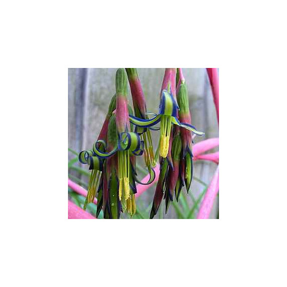 Bilbergia Nutans