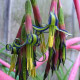 Bilbergia Nutans