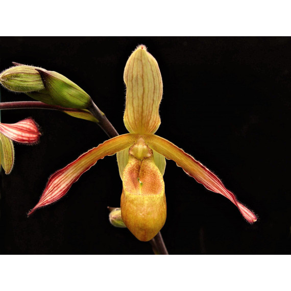 Phragmipedium Sargentianum - AD