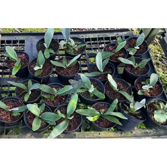 Platycerium Veitch Lemoinei - muda cuia 12