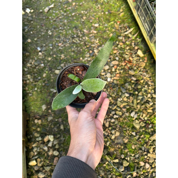 Platycerium Veitch Lemoinei - muda cuia 12