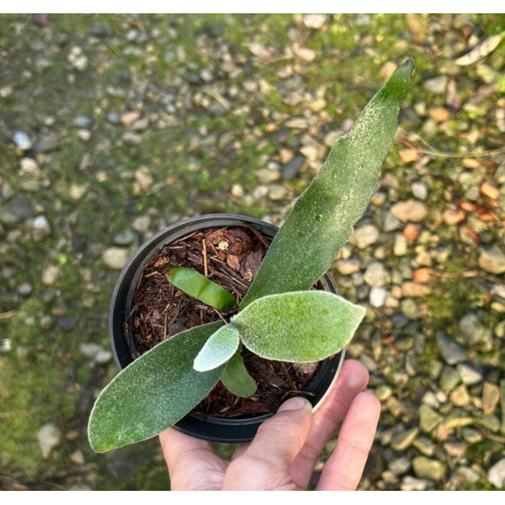 Platycerium Veitch Lemoinei - muda cuia 12