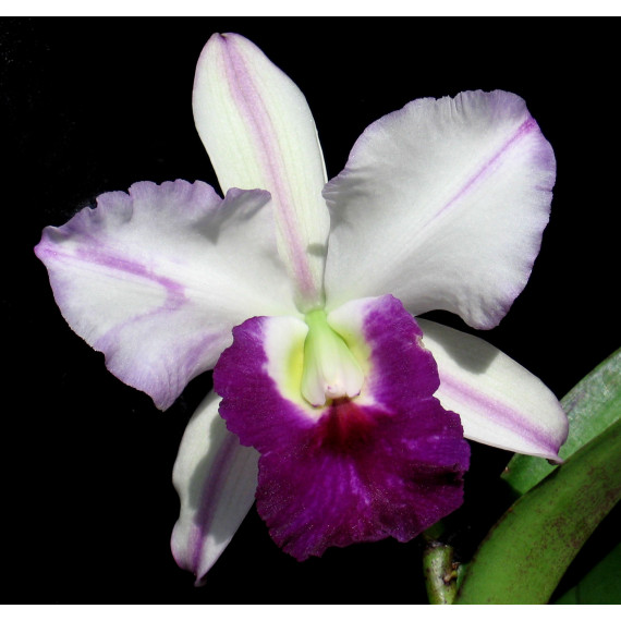 Lc. Memoria Robert Strait Blue Hawaii - NBS