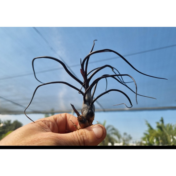 Tilandsia Bulbosa Dark