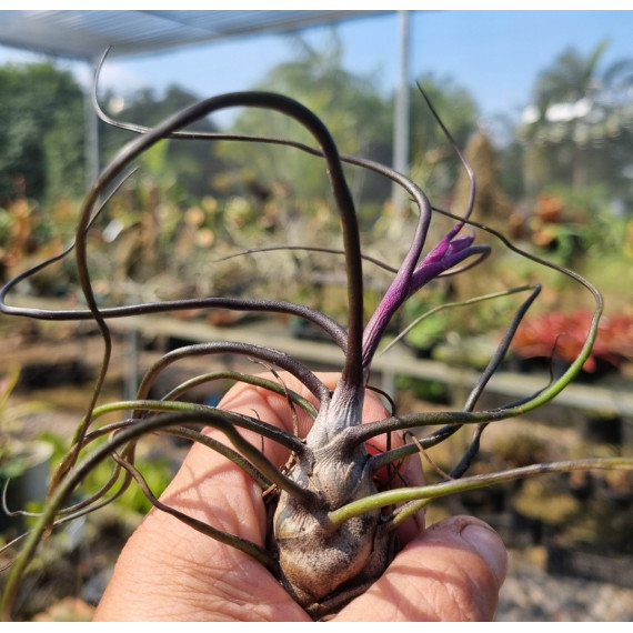 Tilandsia Bulbosa Dark