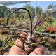 Tilandsia Bulbosa Dark