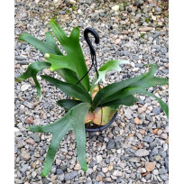 Platycerium Bifurcatum