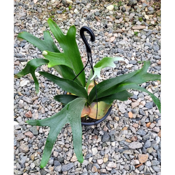 Platycerium Bifurcatum