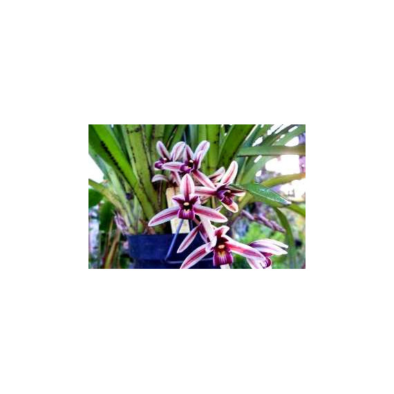 Cymbidium Aloifolium  - AD