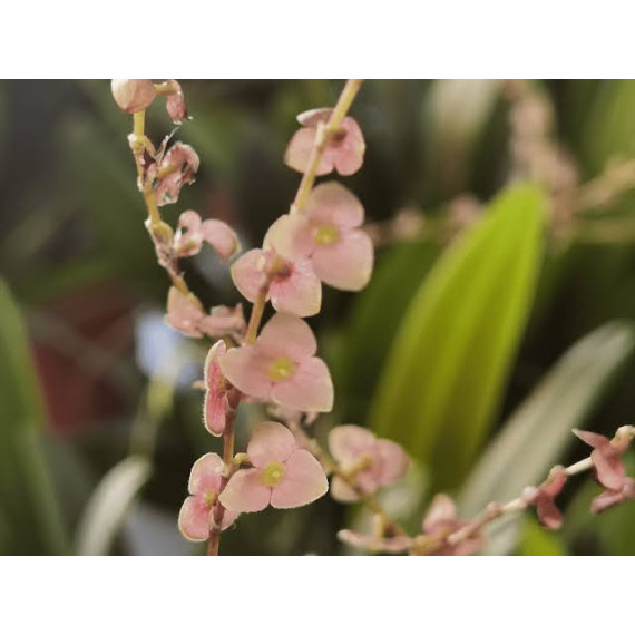 Stelis Argentata - Muda