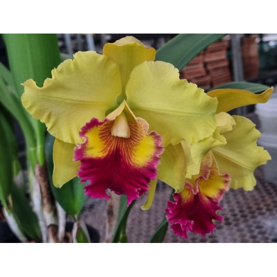 Rlc. Marie Spirit - AD