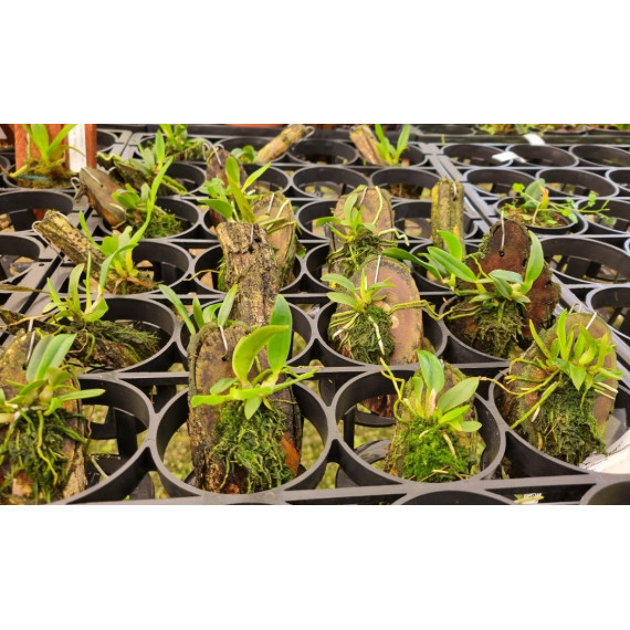 Sophronitis var Grandflora - Muda