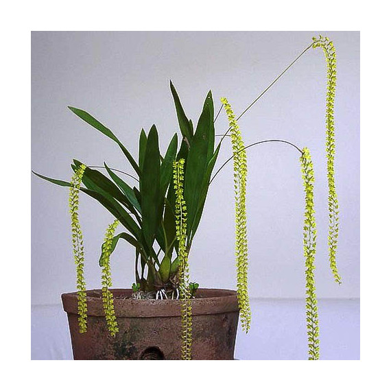 Dendrochillum Filiformis - No Cachepô de madeira