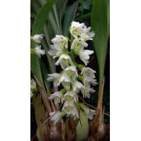 Coelia Triptera no Cachepô de Madeira - AD