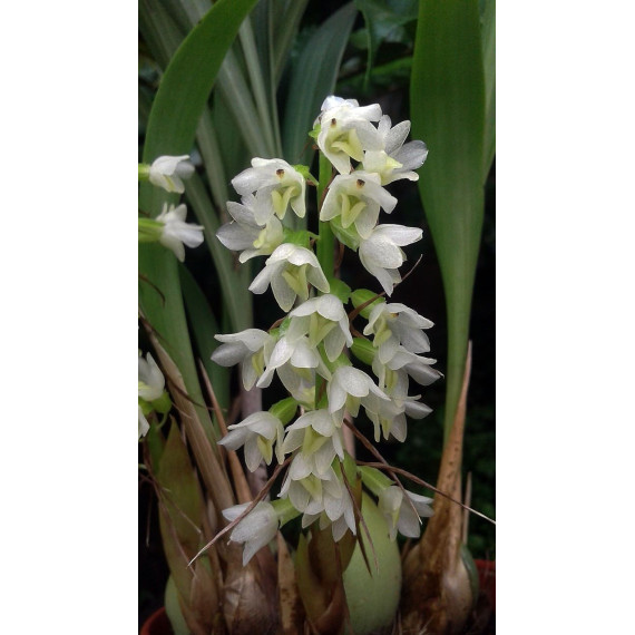 Coelia Triptera no Cachepô de Madeira