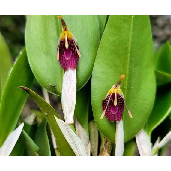 Restrepia Muscifera - Epoca de flor