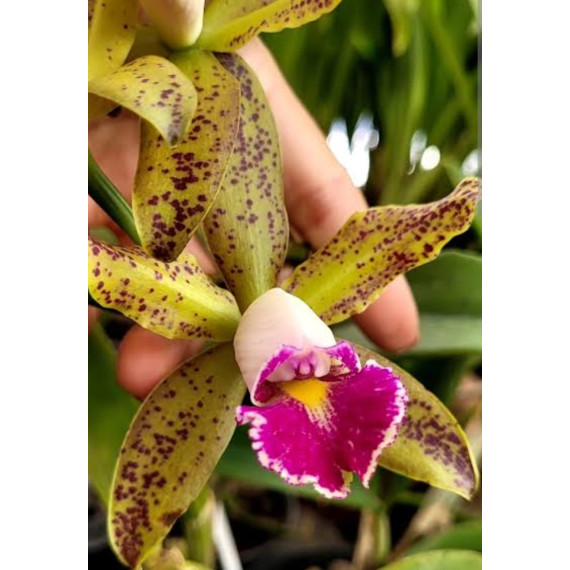 Cattleya Harem Girl (NO CACHEPÔ DE MADEIRA)