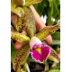Cattleya Harem Girl (NO CACHEPÔ)