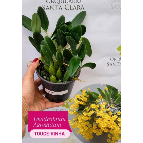 Dendrobium Agregatum TOUCEIRINHA