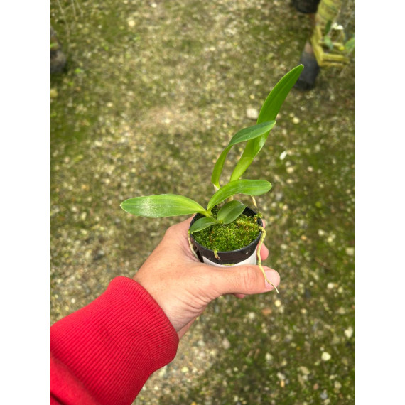Laelia Pumila Alba - t3